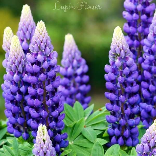 lupin flower meaning