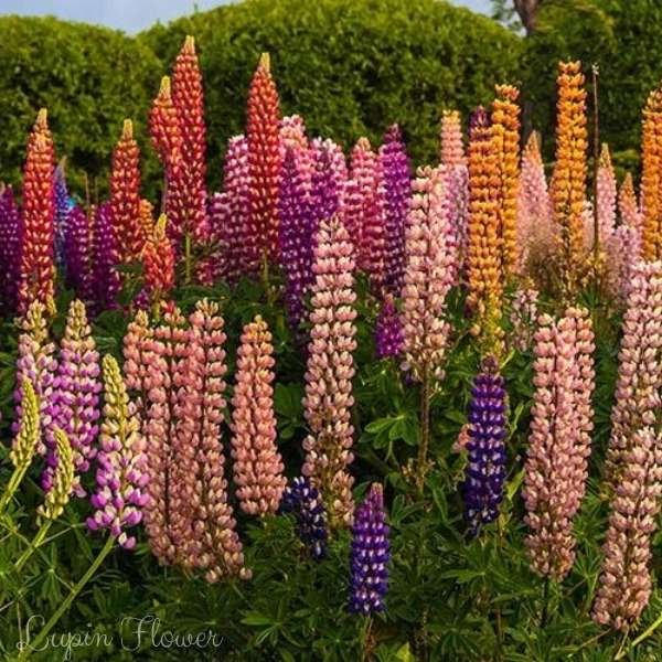 lupin flower meaning