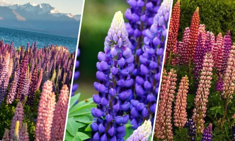 lupin flower meaning