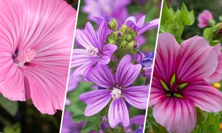 mallow flower meaning