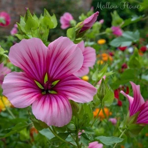 mallow flower meaning