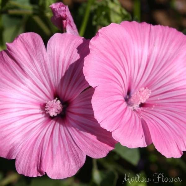 mallow flower meaning