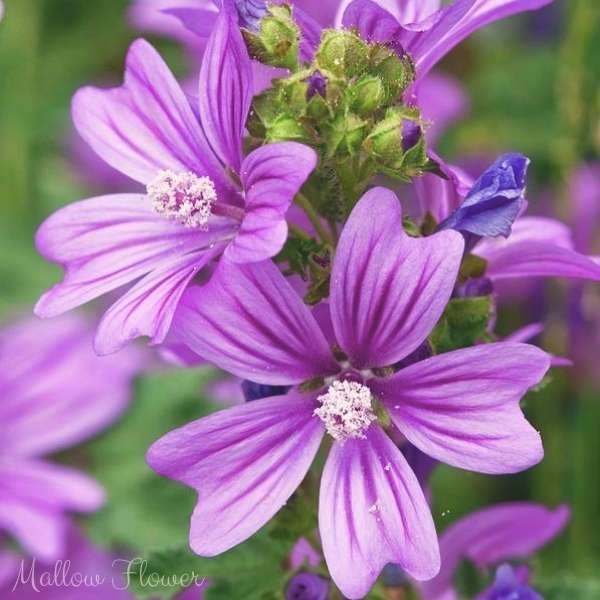 mallow flower meaning
