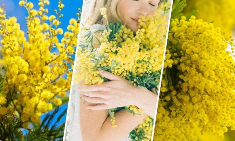 mimosa flower meaning