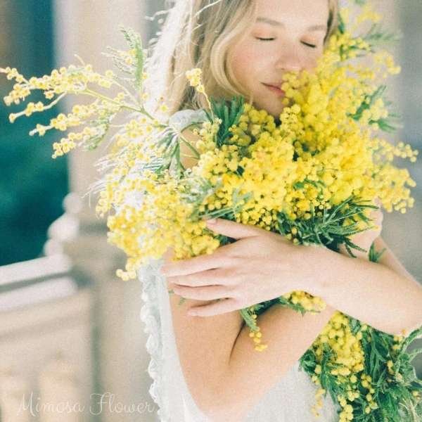 mimosa flower meaning
