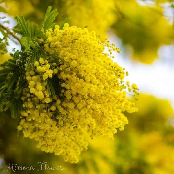 mimosa flower meaning