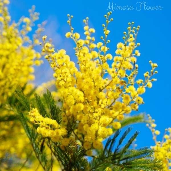 mimosa flower meaning