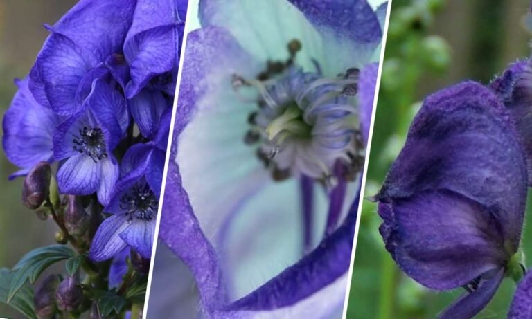 monkshood flower meaning
