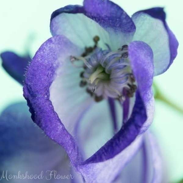 monkshood flower meaning