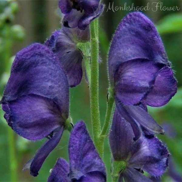 monkshood flower meaning