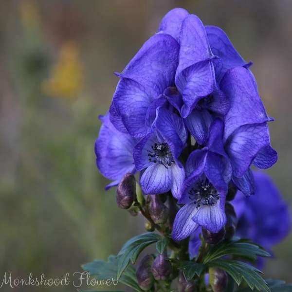 monkshood flower meaning