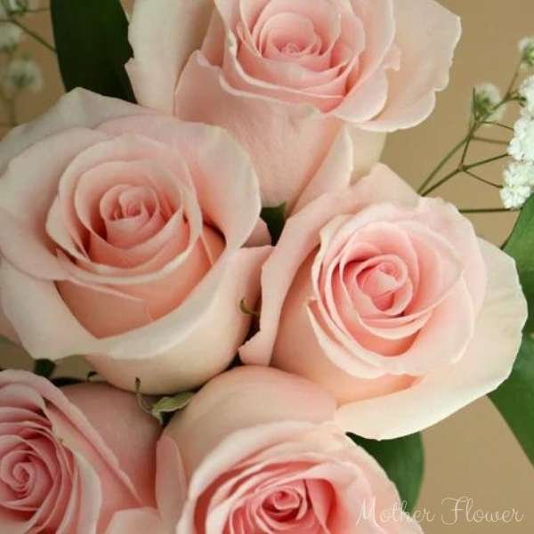 mother flower meaning