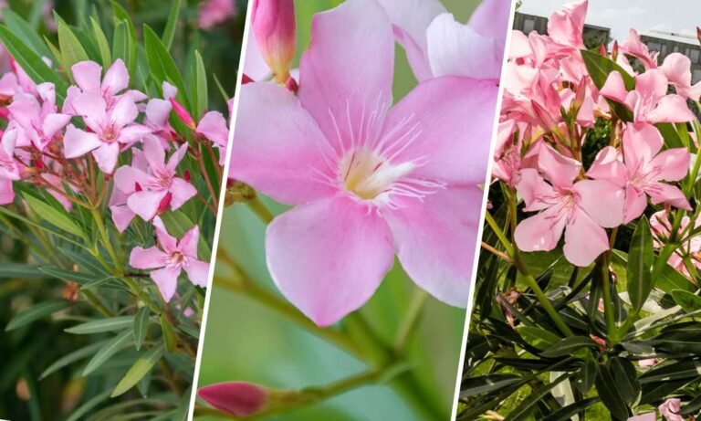 oleander flower meaning