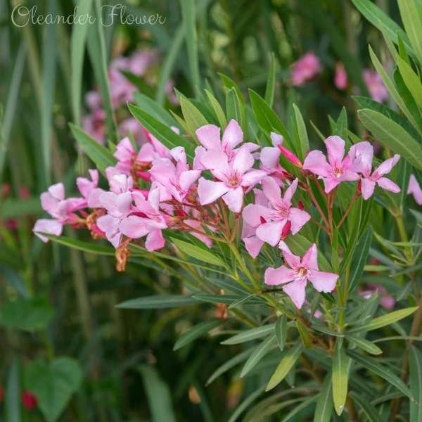 oleander flower meaning