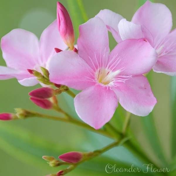 oleander flower meaning