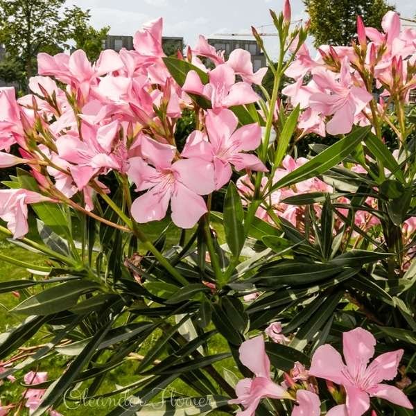 oleander flower meaning