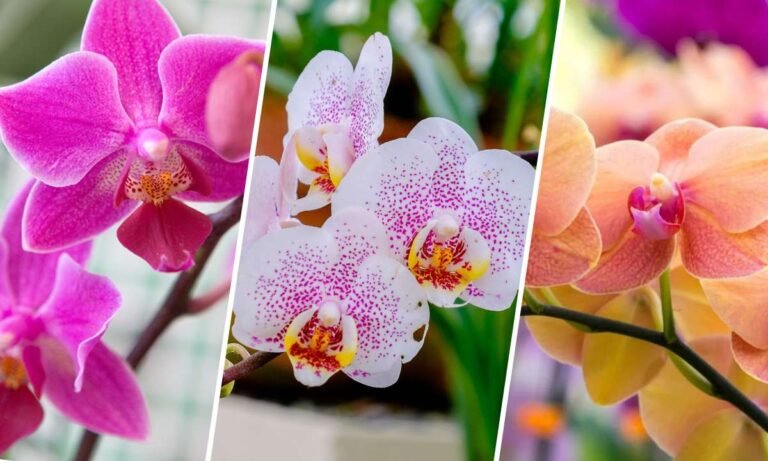 orchids flower meaning