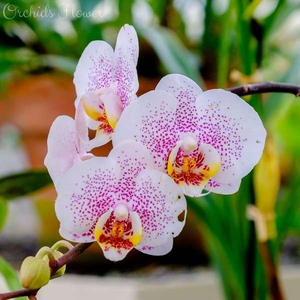 orchids flower meaning