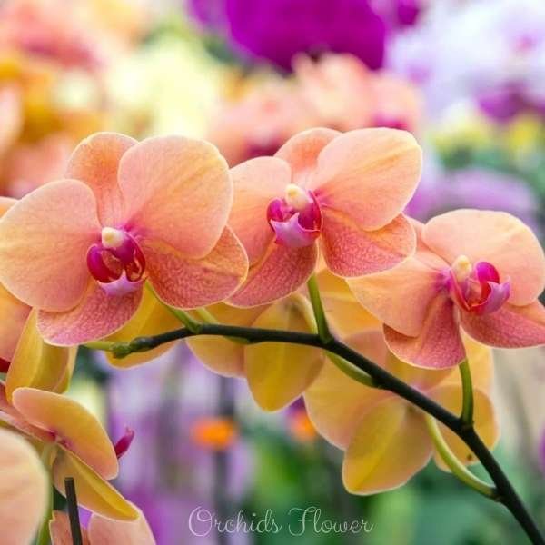 orchids flower meaning