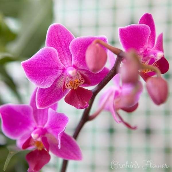 orchids flower meaning