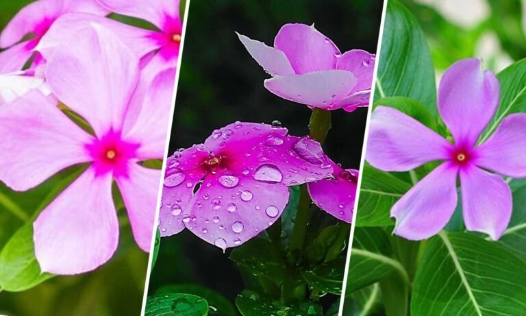 periwinkle flower meaning
