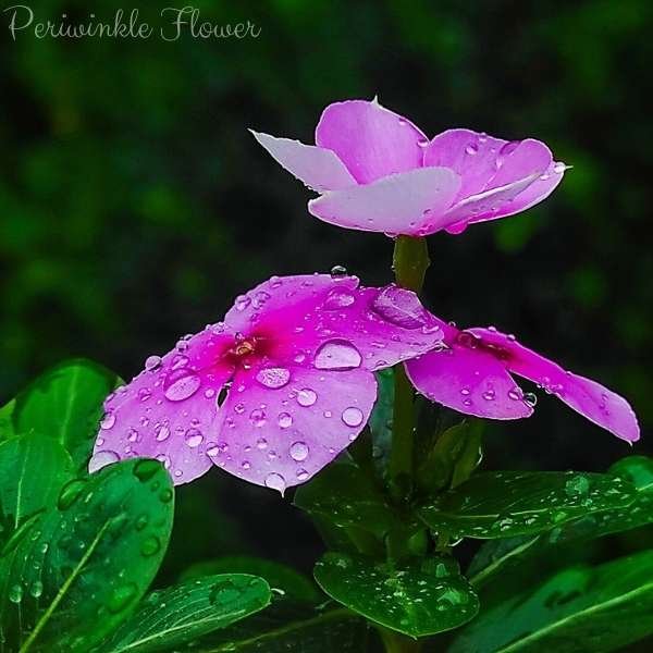 periwinkle flower meaning