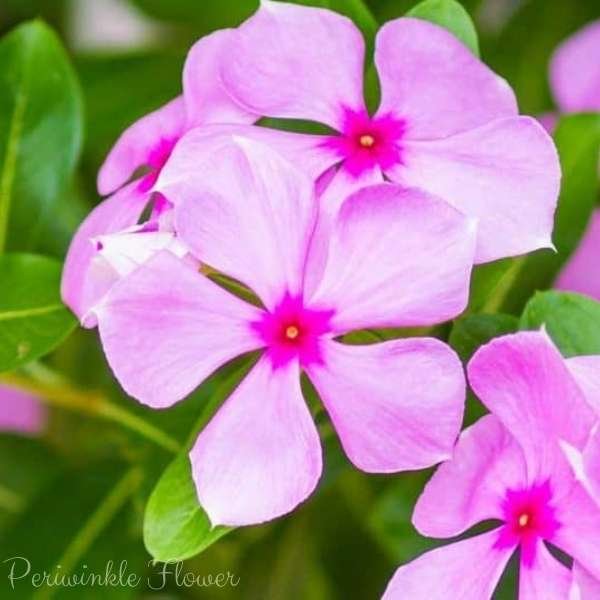 periwinkle flower meaning