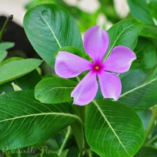 periwinkle flower meaning