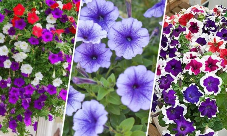 petunia flower meaning
