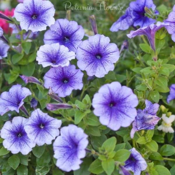 petunia flower meaning