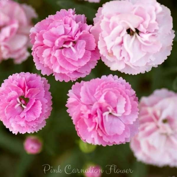 pink carnation flower meaning