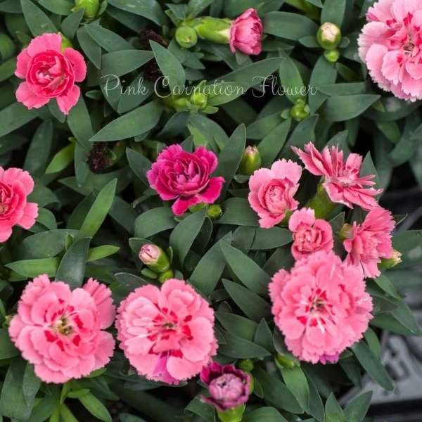 pink carnation flower meaning