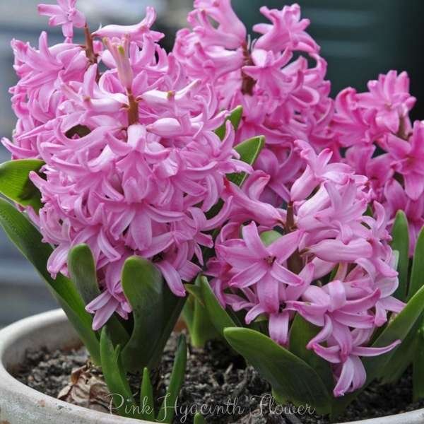pink hyacinth flower meaning