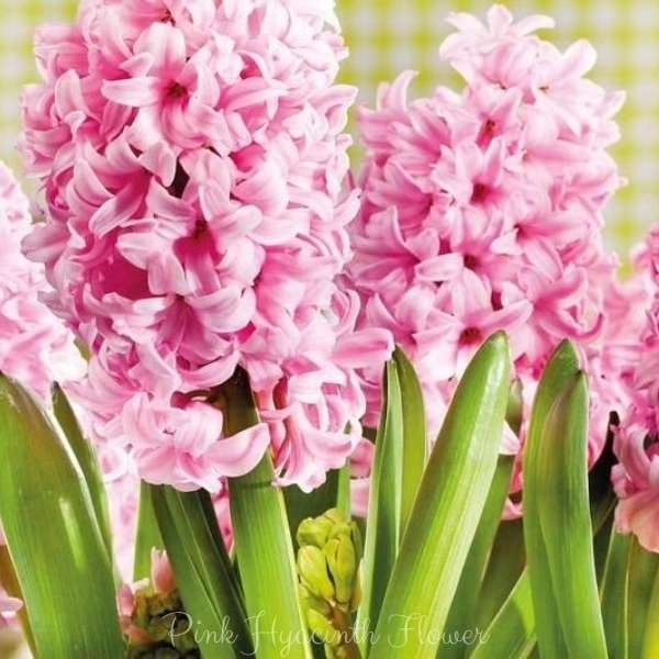 pink hyacinth flower meaning