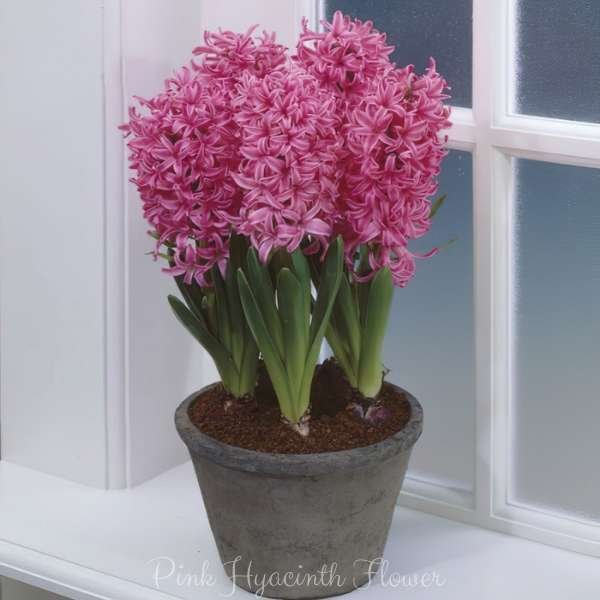 pink hyacinth flower meaning