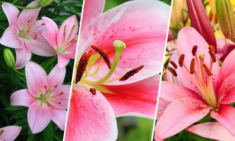 pink lily flower meaning