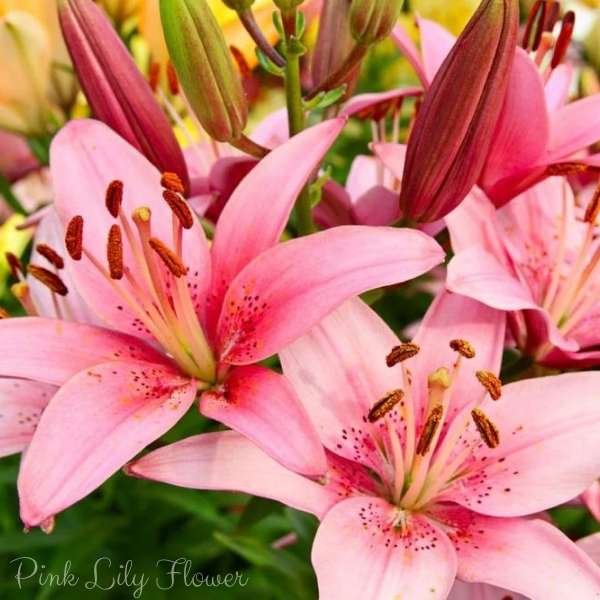 pink lily flower meaning