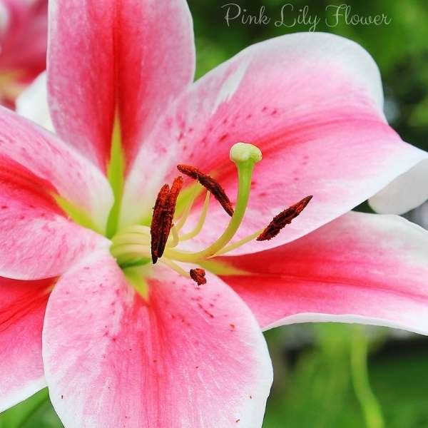 pink lily flower meaning