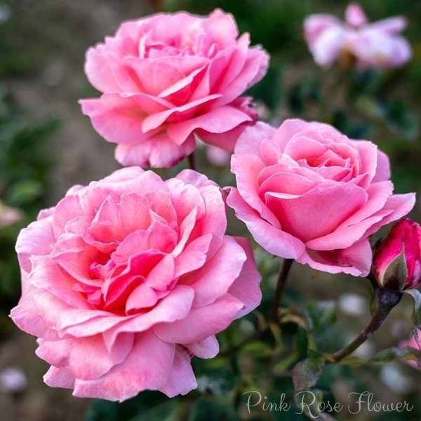 pink rose flower meaning