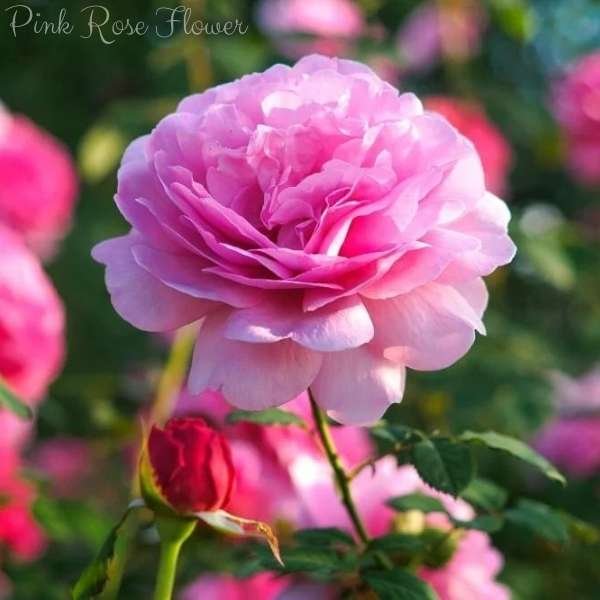 pink rose flower meaning