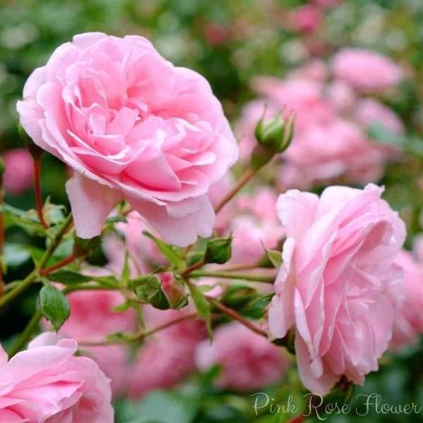 pink rose flower meaning