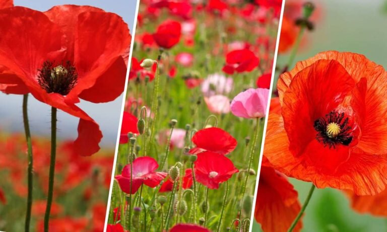 poppy flower meaning