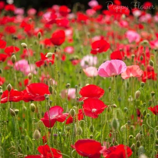 poppy flower meaning