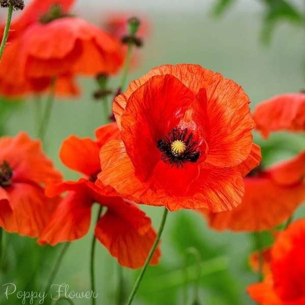 poppy flower meaning