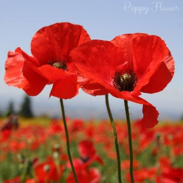 poppy flower meaning