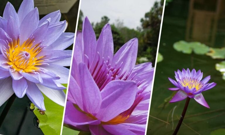 purple lotus flower meaning