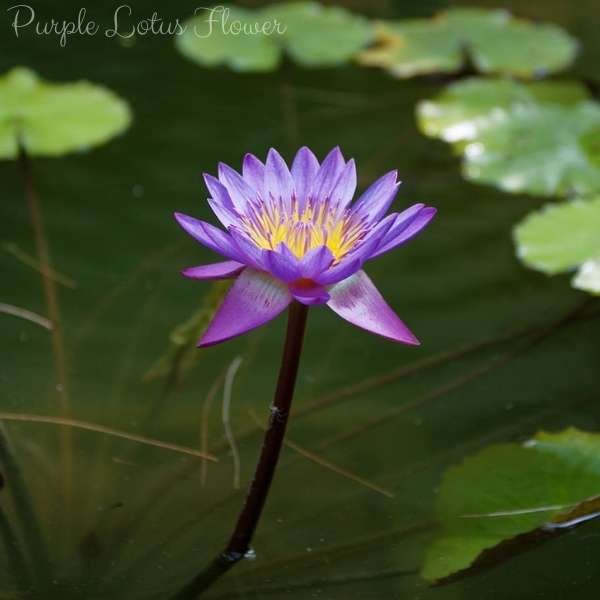purple lotus flower meaning