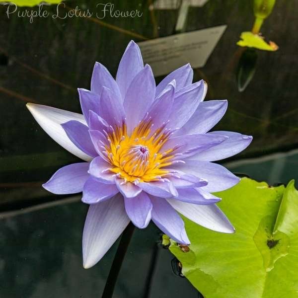 purple lotus flower meaning