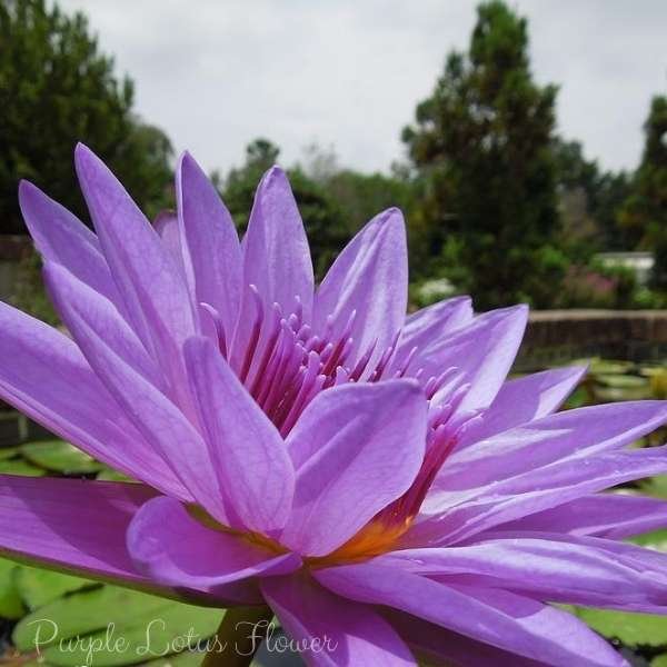 purple lotus flower meaning