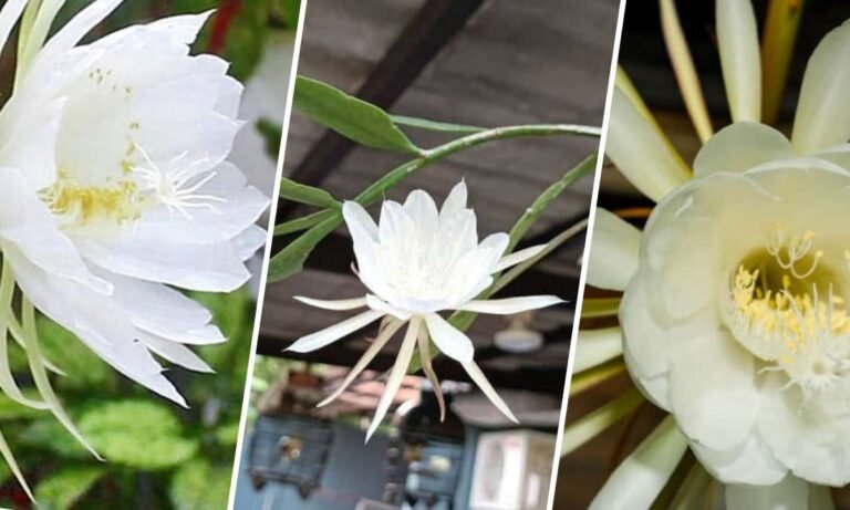 queen of the night flower meaning